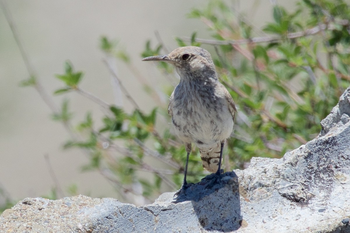 Rock Wren - George Gibbs