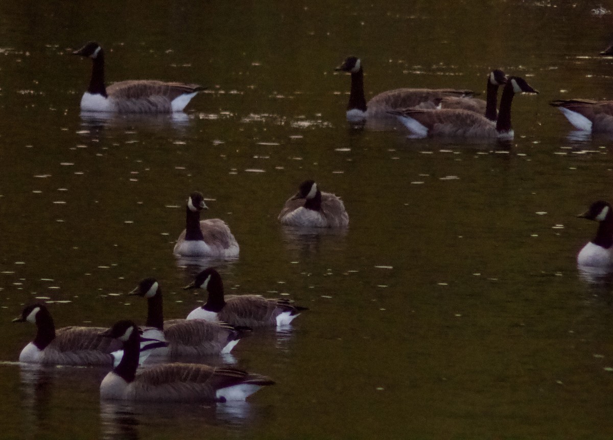 Canada Goose - ML624865317