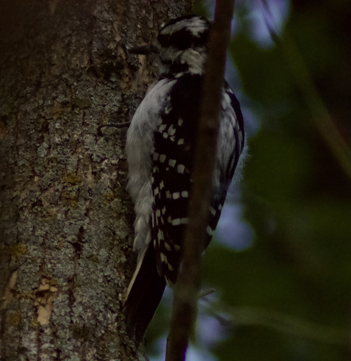 Hairy Woodpecker - ML624865461