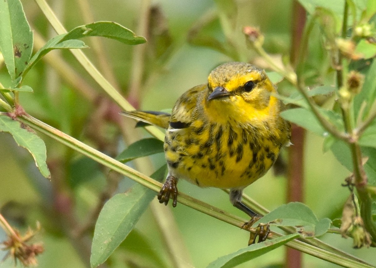 Cape May Warbler - ML624865635