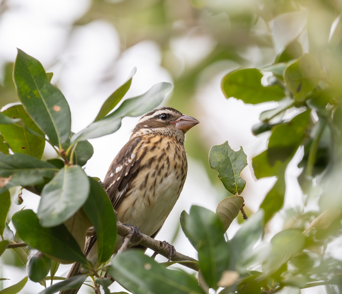 Rose-breasted Grosbeak - ML624865736