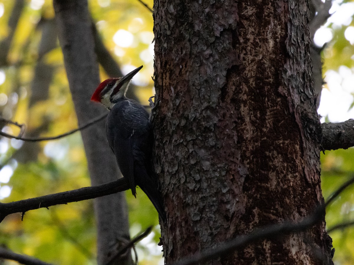 Pileated Woodpecker - ML624865743