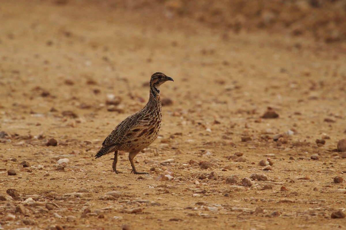 Orange River Francolin - ML624865889