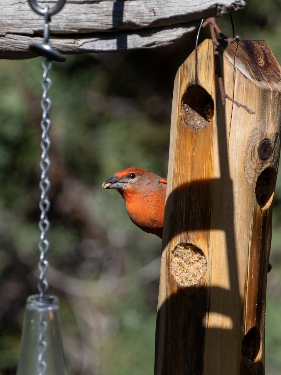 Hepatic Tanager (Northern) - Stephen Tarnowski