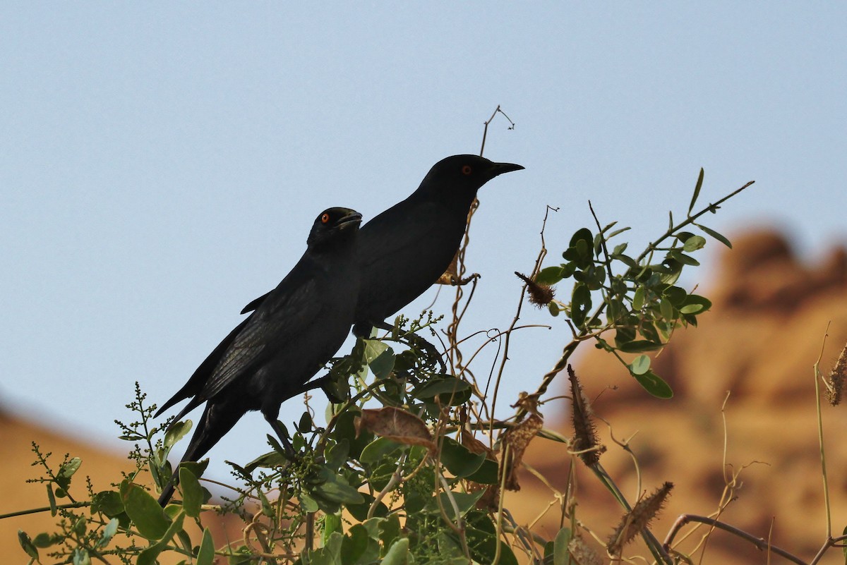 Pale-winged Starling - ML624865906