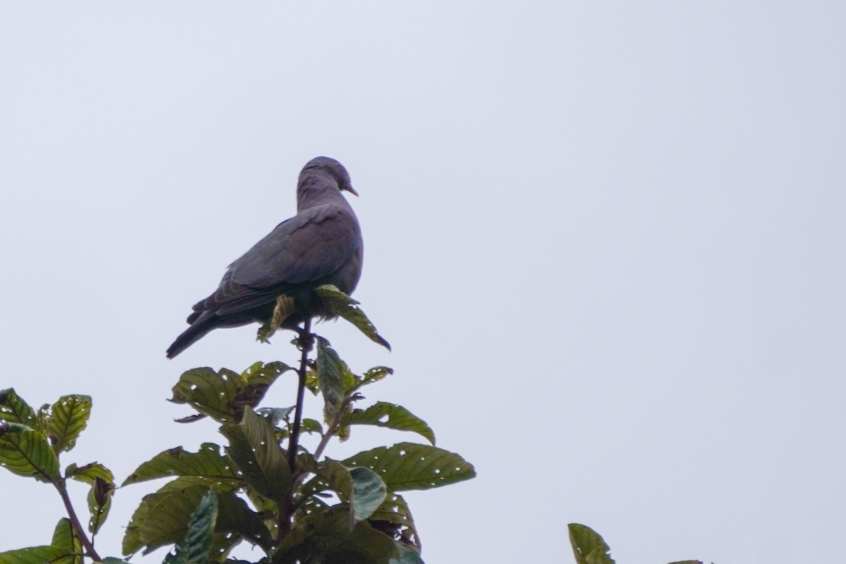 Red-billed Pigeon - ML624865913