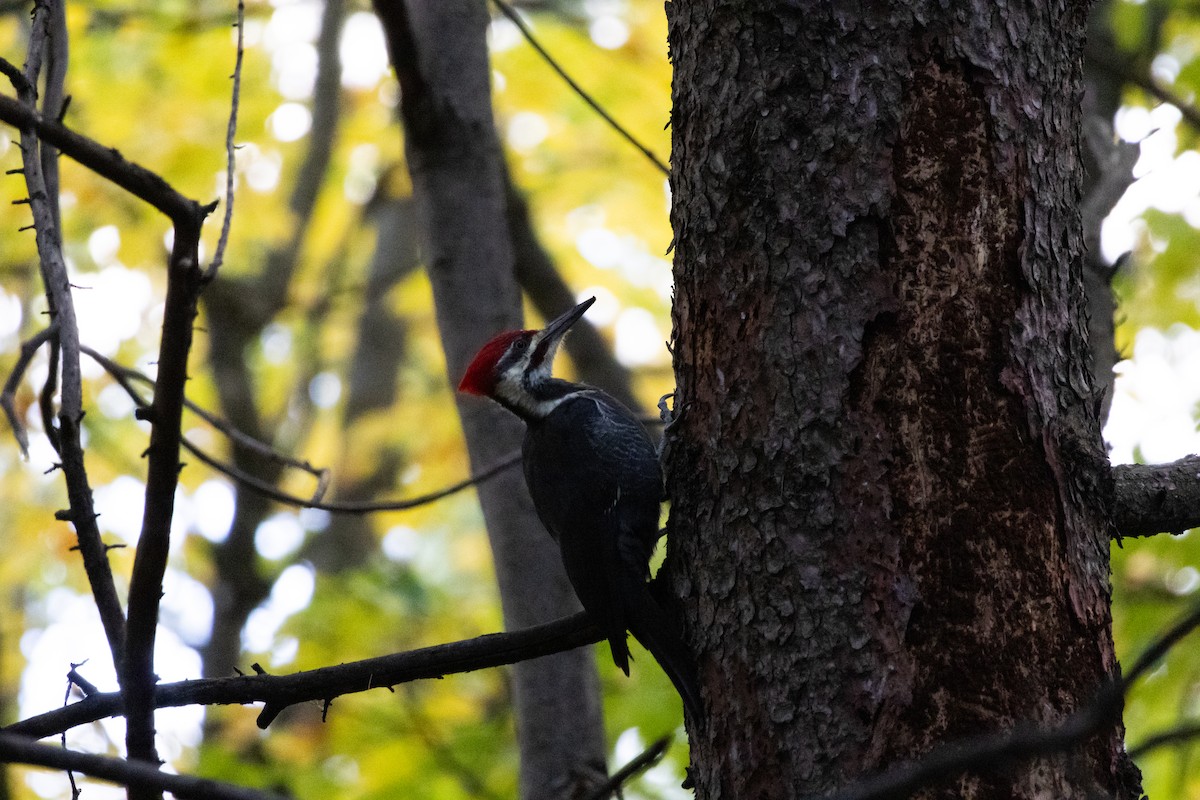 Pileated Woodpecker - Alexandrine Fontaine-Tardif