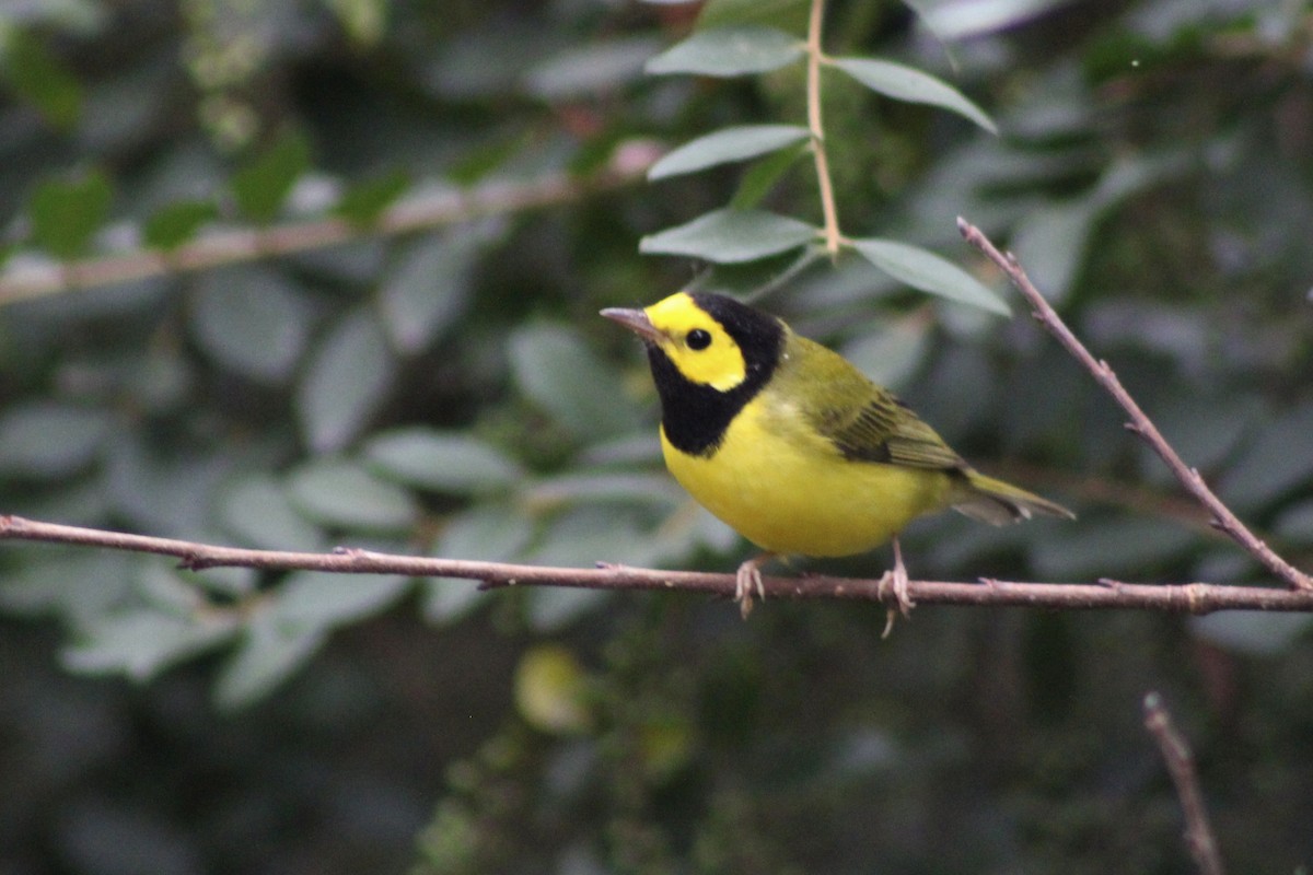 Hooded Warbler - ML624866109