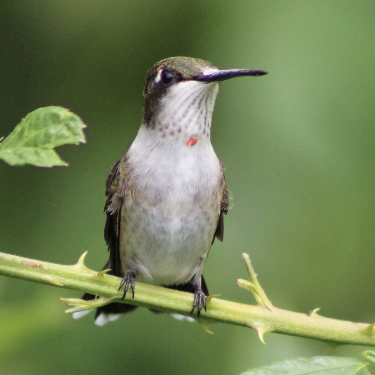 Ruby-throated Hummingbird - ML624866161