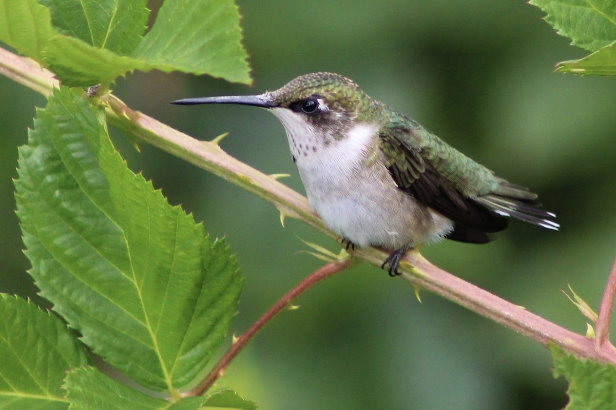 Ruby-throated Hummingbird - ML624866171