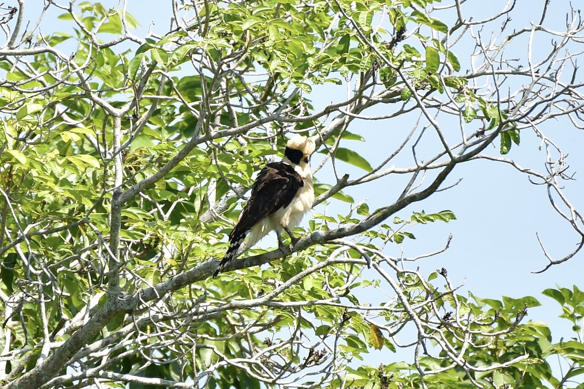 Laughing Falcon - ML624866254