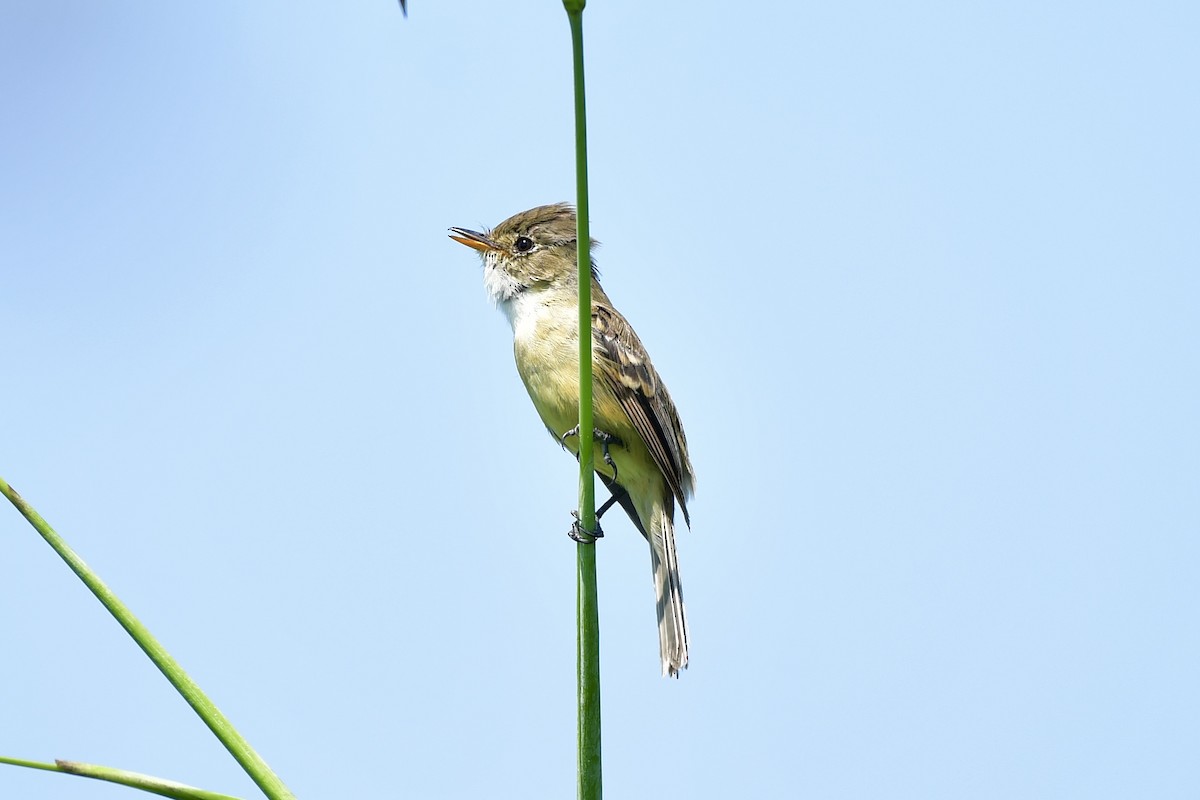 White-throated Flycatcher - ML624866272