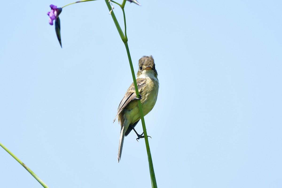 White-throated Flycatcher - ML624866273