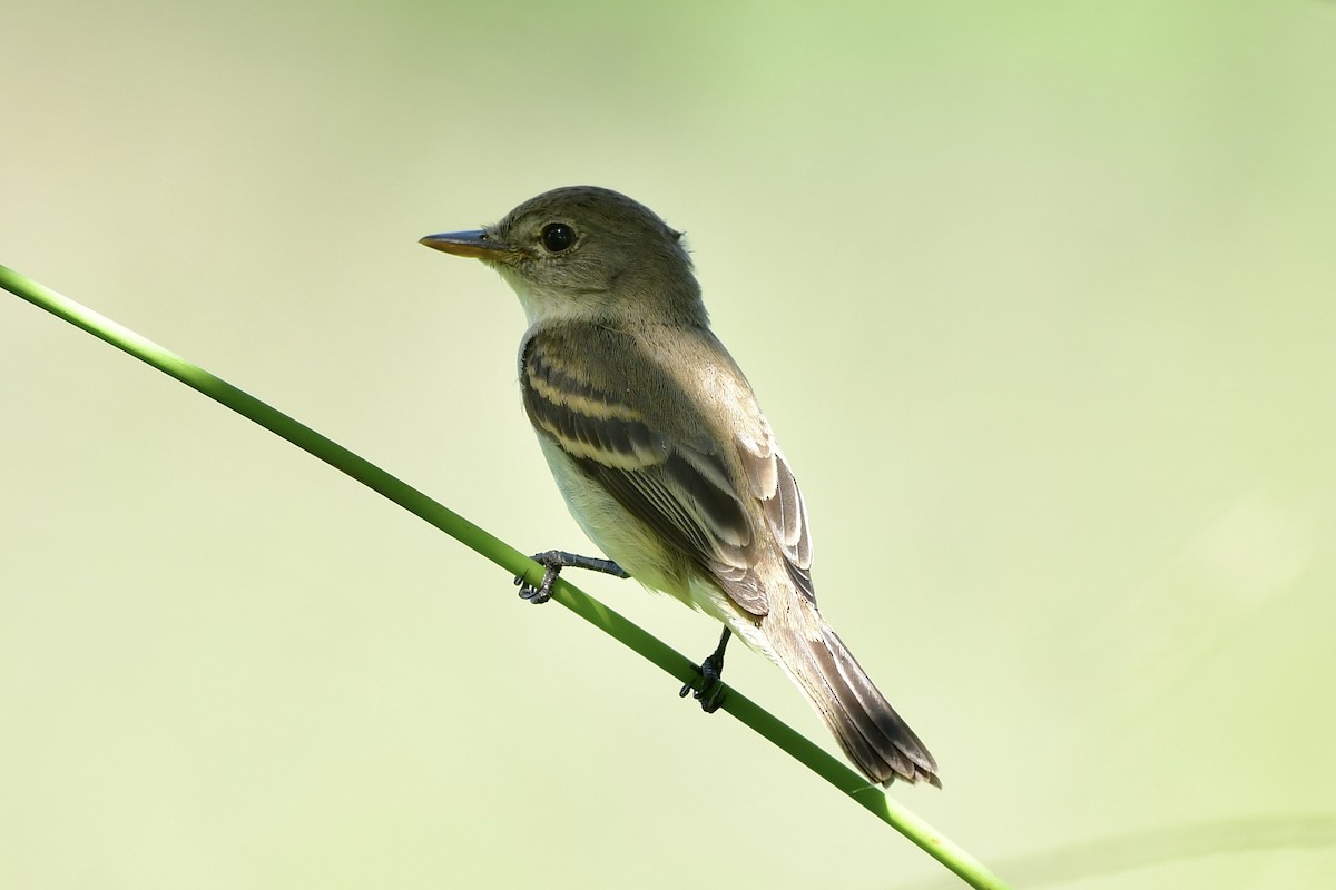 Willow Flycatcher - ML624866313