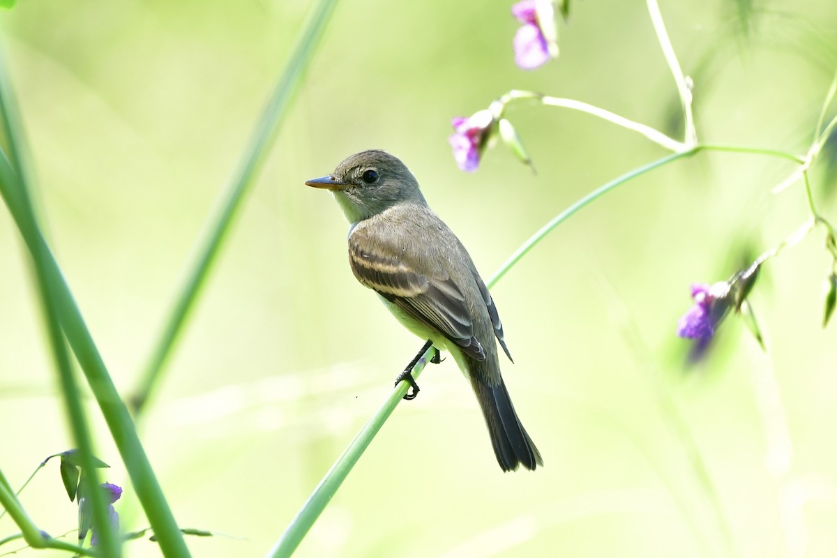 Willow Flycatcher - ML624866314