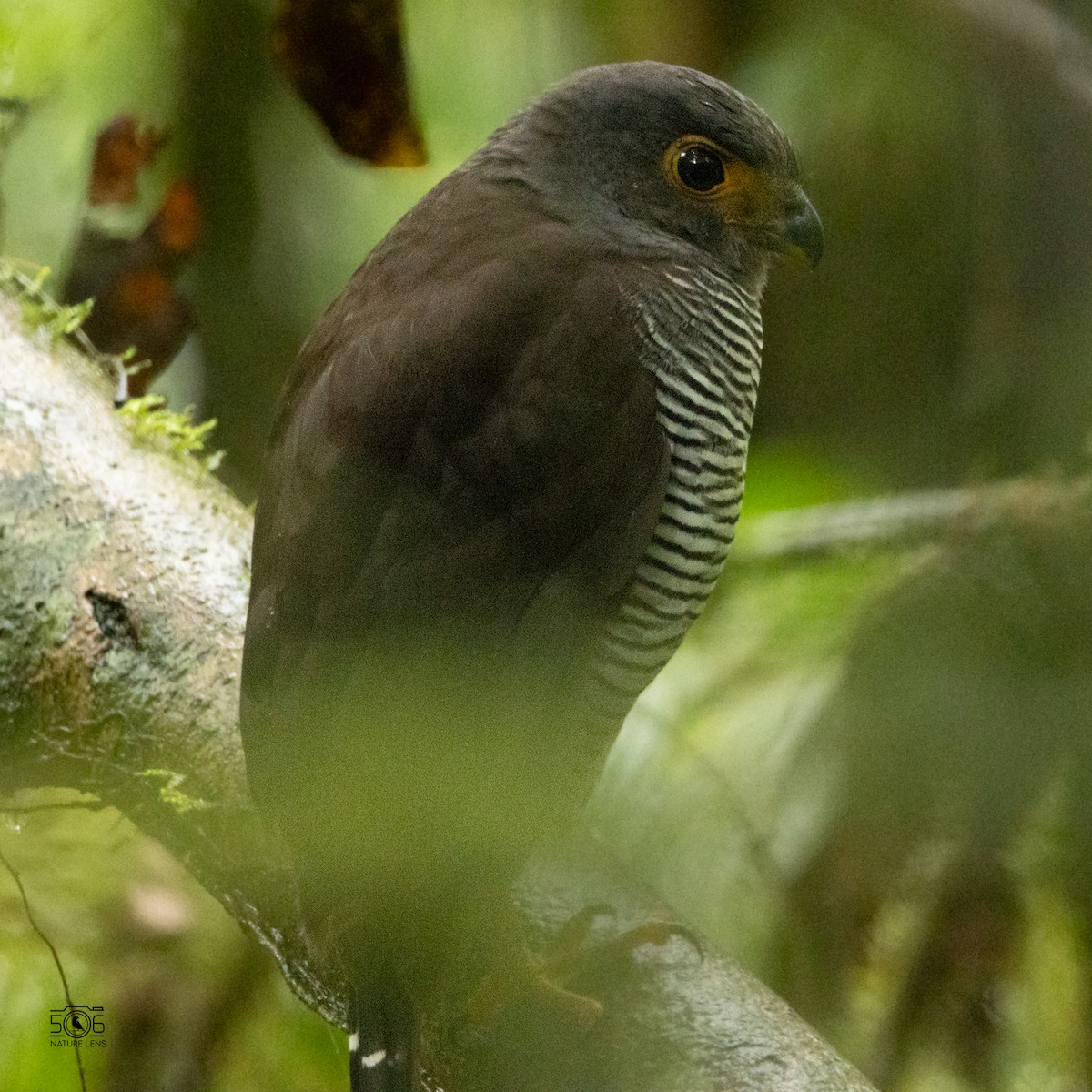 Barred Forest-Falcon - Juan Manuel Millán Granados