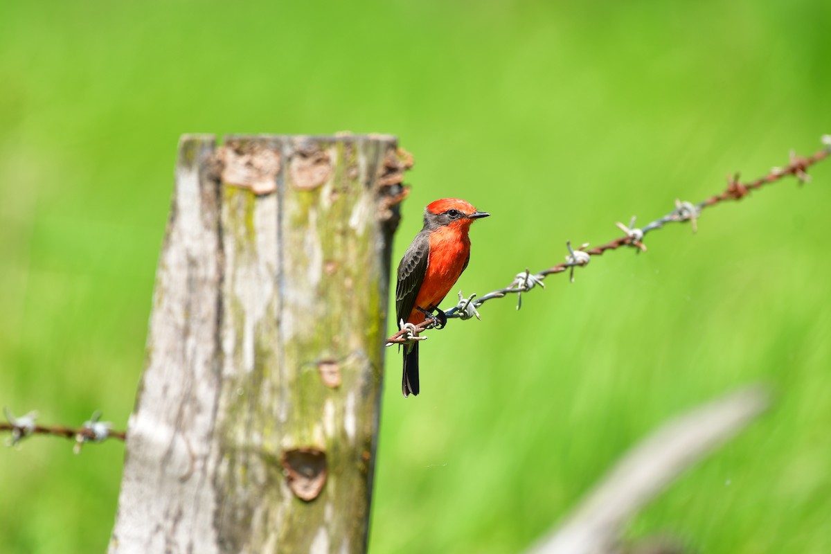 Vermilion Flycatcher - ML624866386