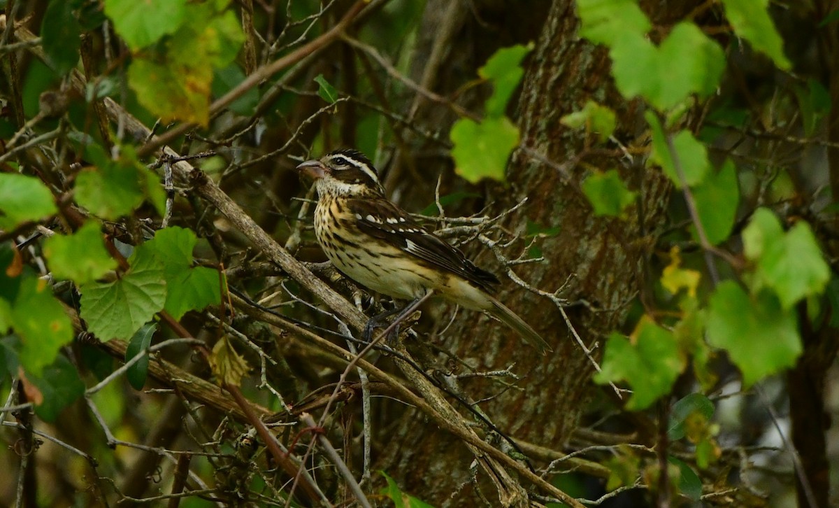 Rose-breasted Grosbeak - ML624866420