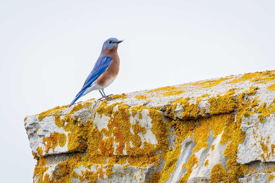 Eastern Bluebird - Sheri Minardi