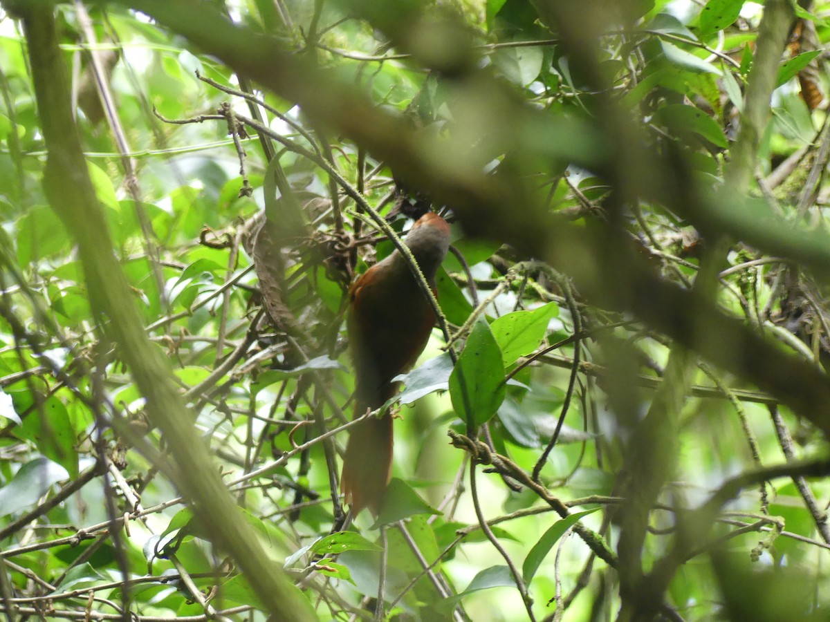 Red-faced Spinetail - ML624866456