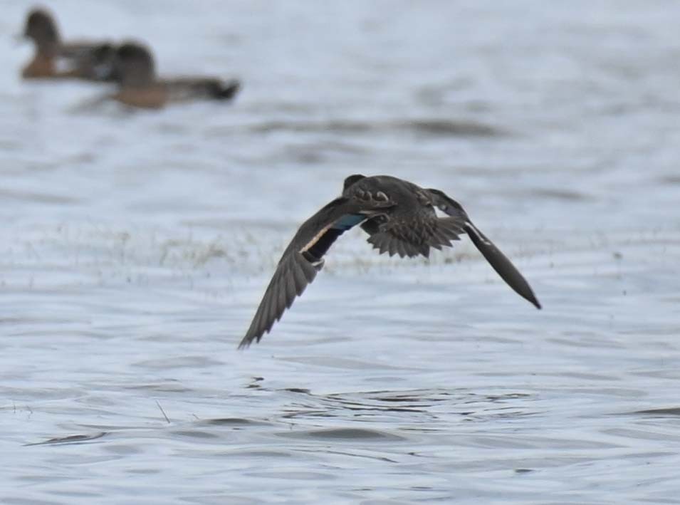 Green-winged Teal (American) - ML624866491