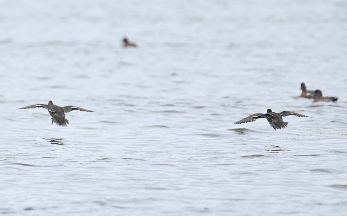 Green-winged Teal (American) - ML624866492