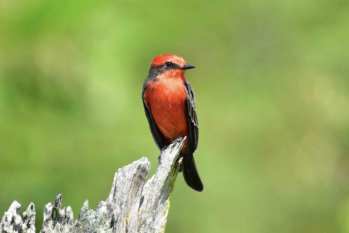 Vermilion Flycatcher - ML624866526