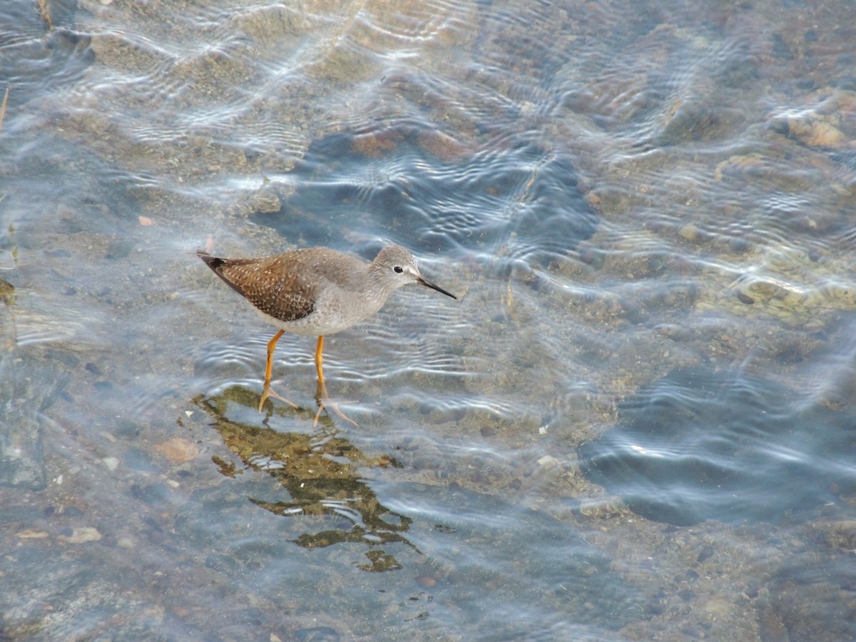 gulbeinsnipe - ML624866545