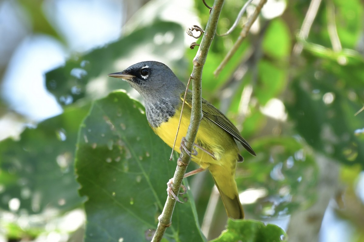 MacGillivray's Warbler - ML624866570