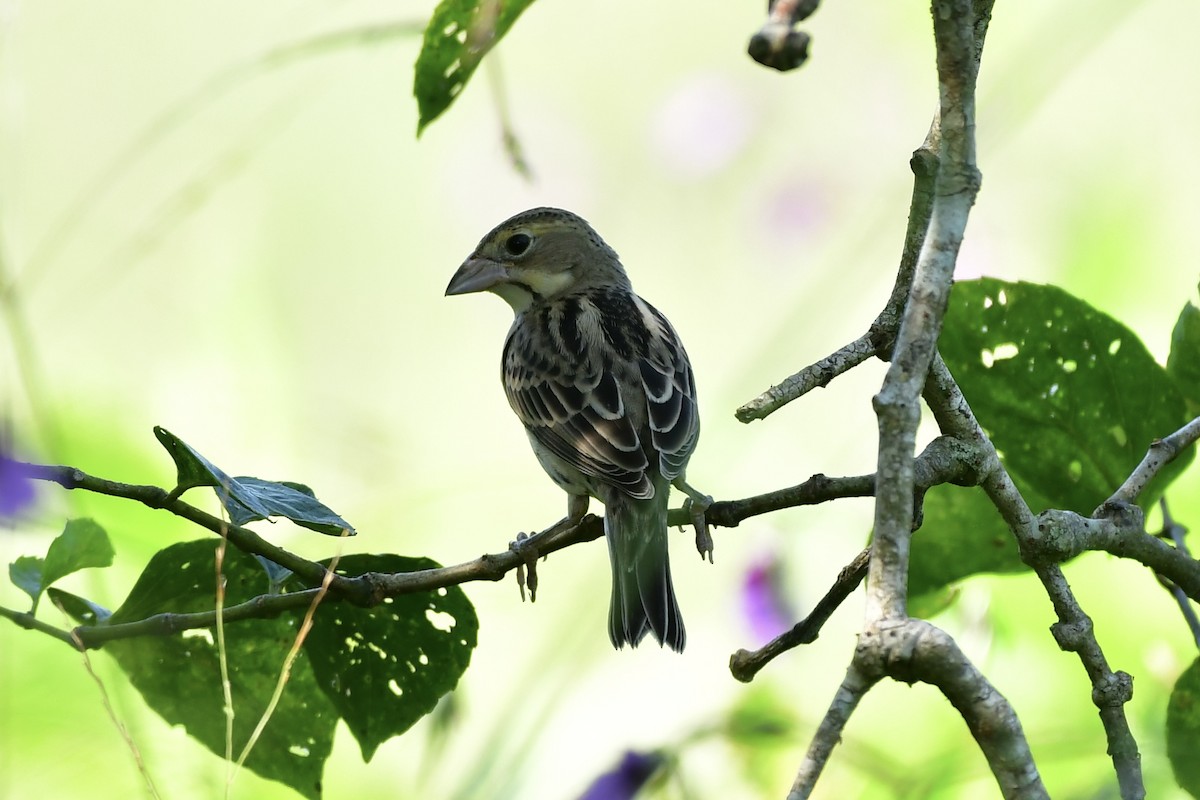 Dickcissel - ML624866610