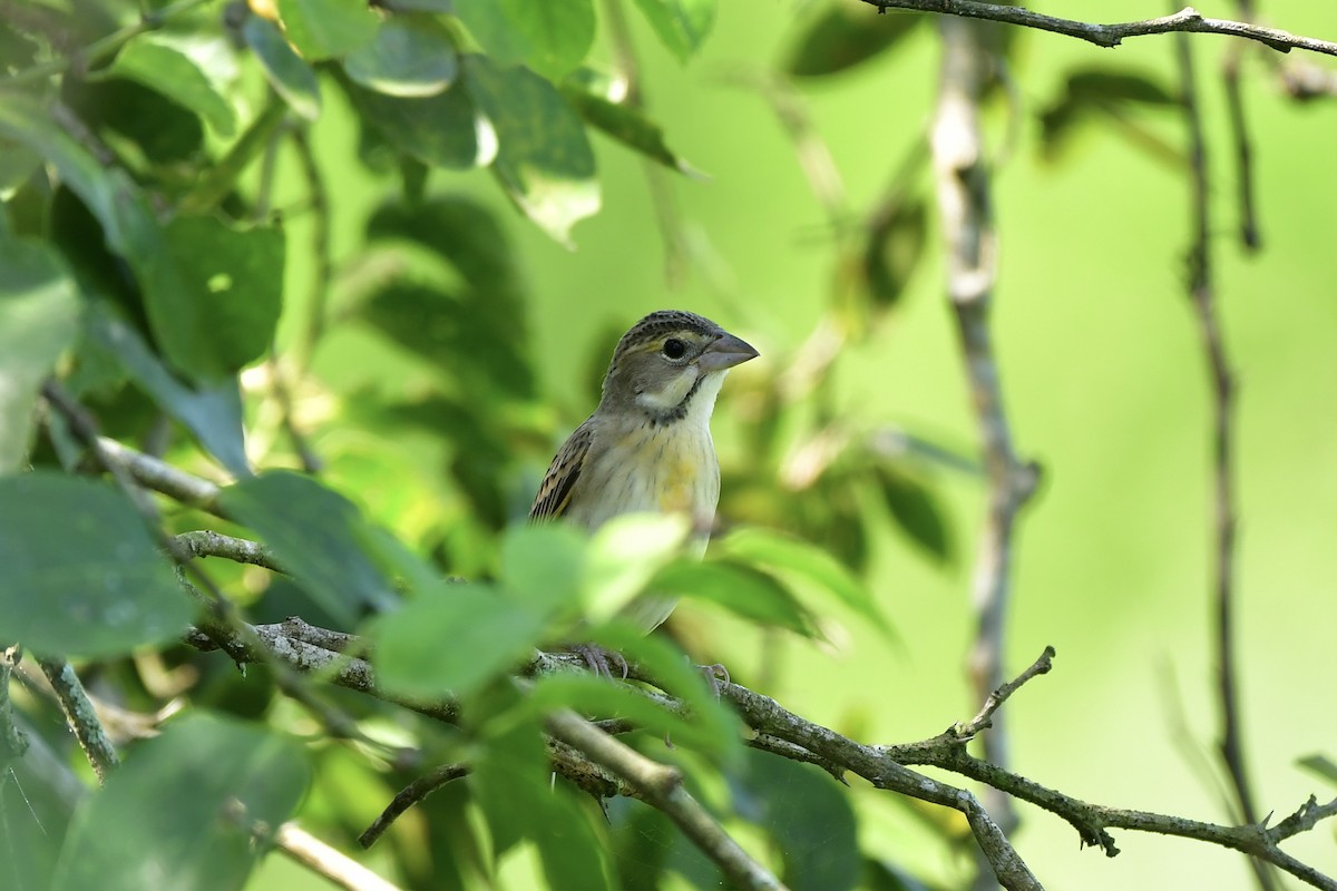 Dickcissel - ML624866615