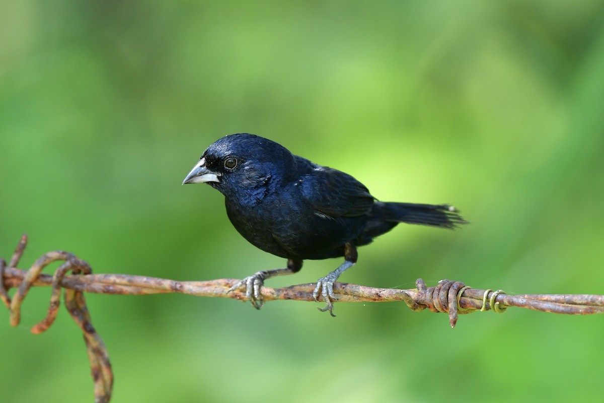 Blue-black Grassquit - ML624866706