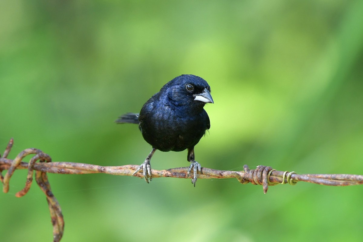 Blue-black Grassquit - ML624866707