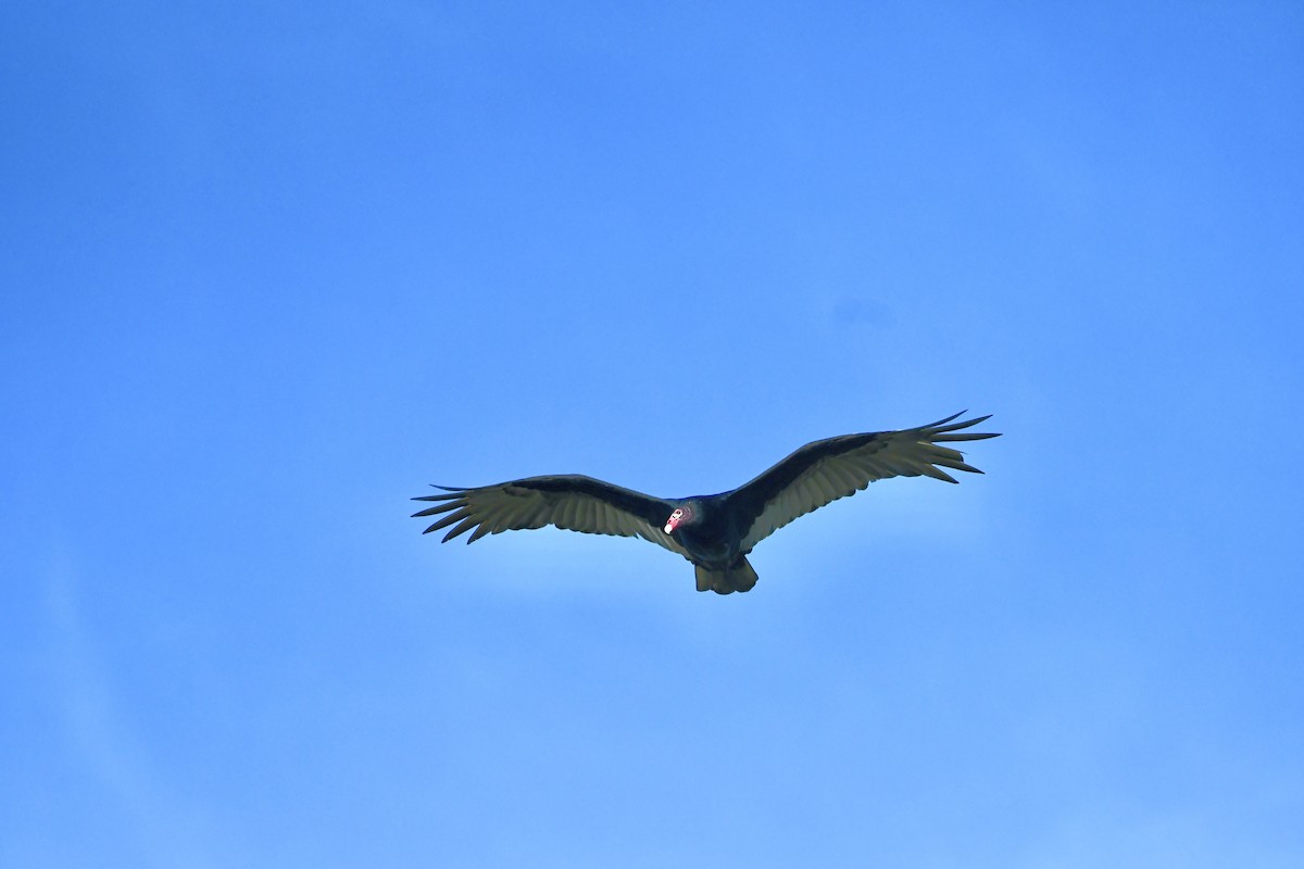 Turkey Vulture - ML624866749