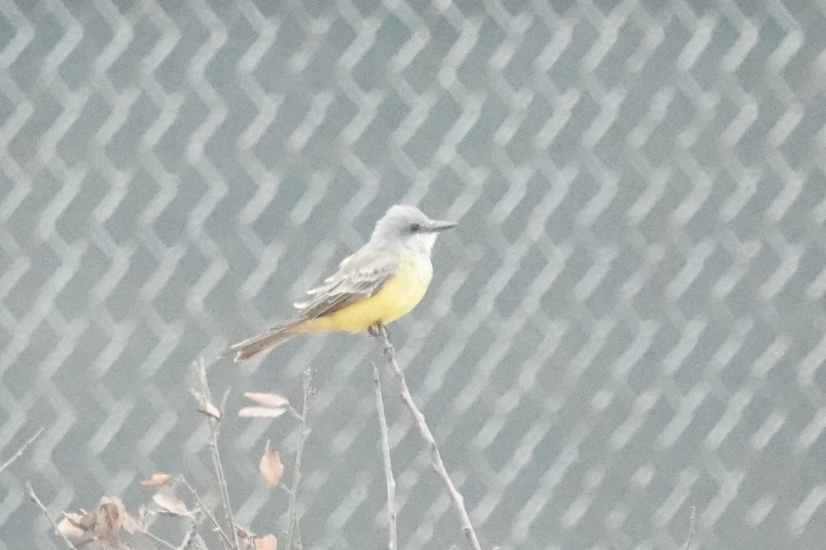 Tropical Kingbird - ML624866755