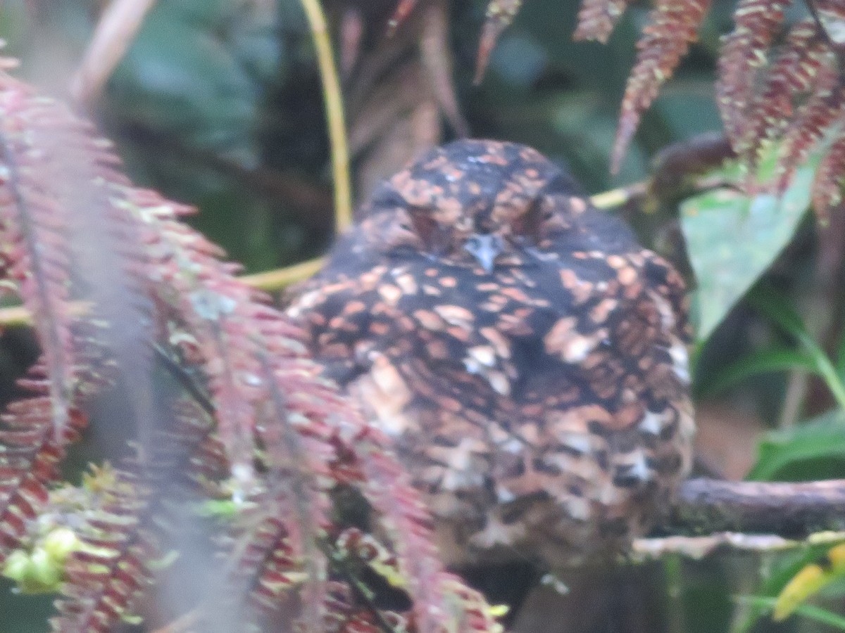 Swallow-tailed Nightjar - ML624866833