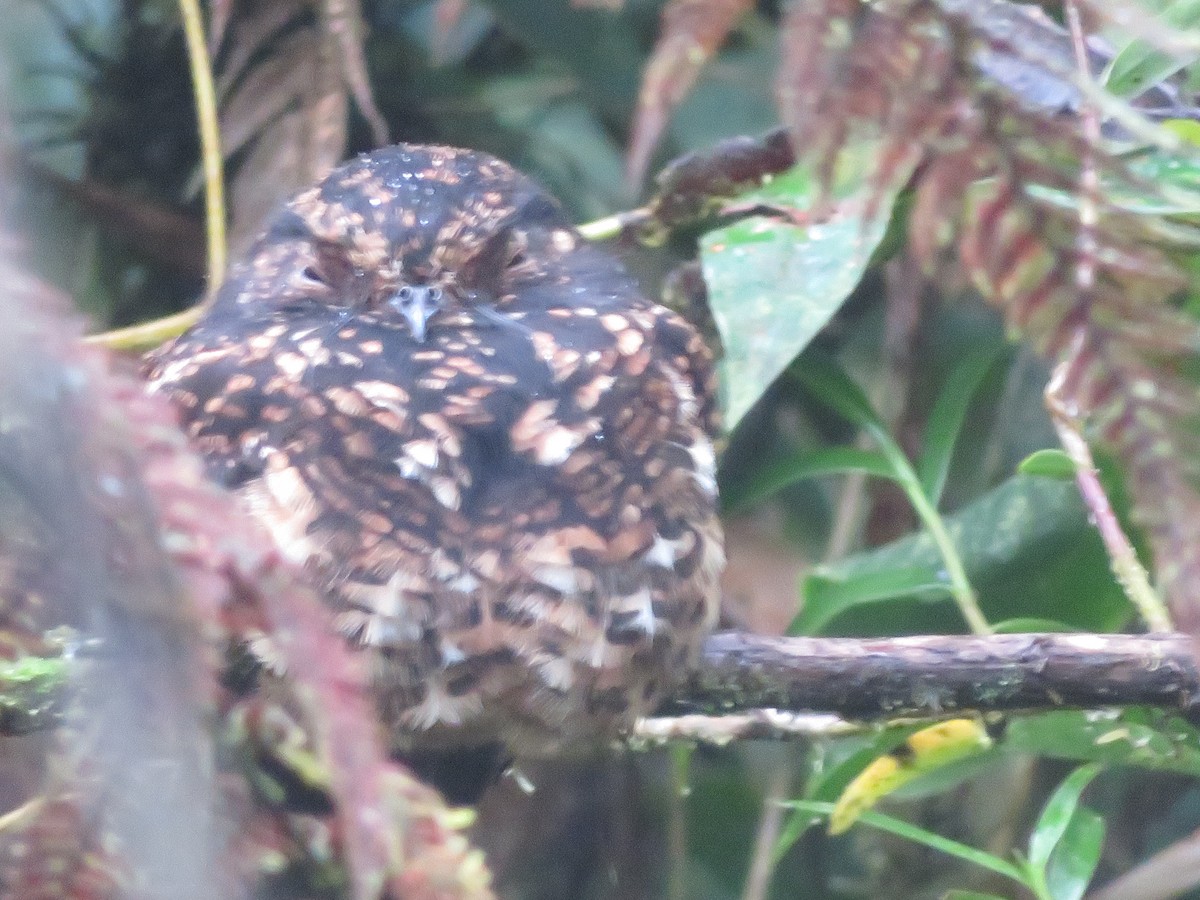 Swallow-tailed Nightjar - ML624866834