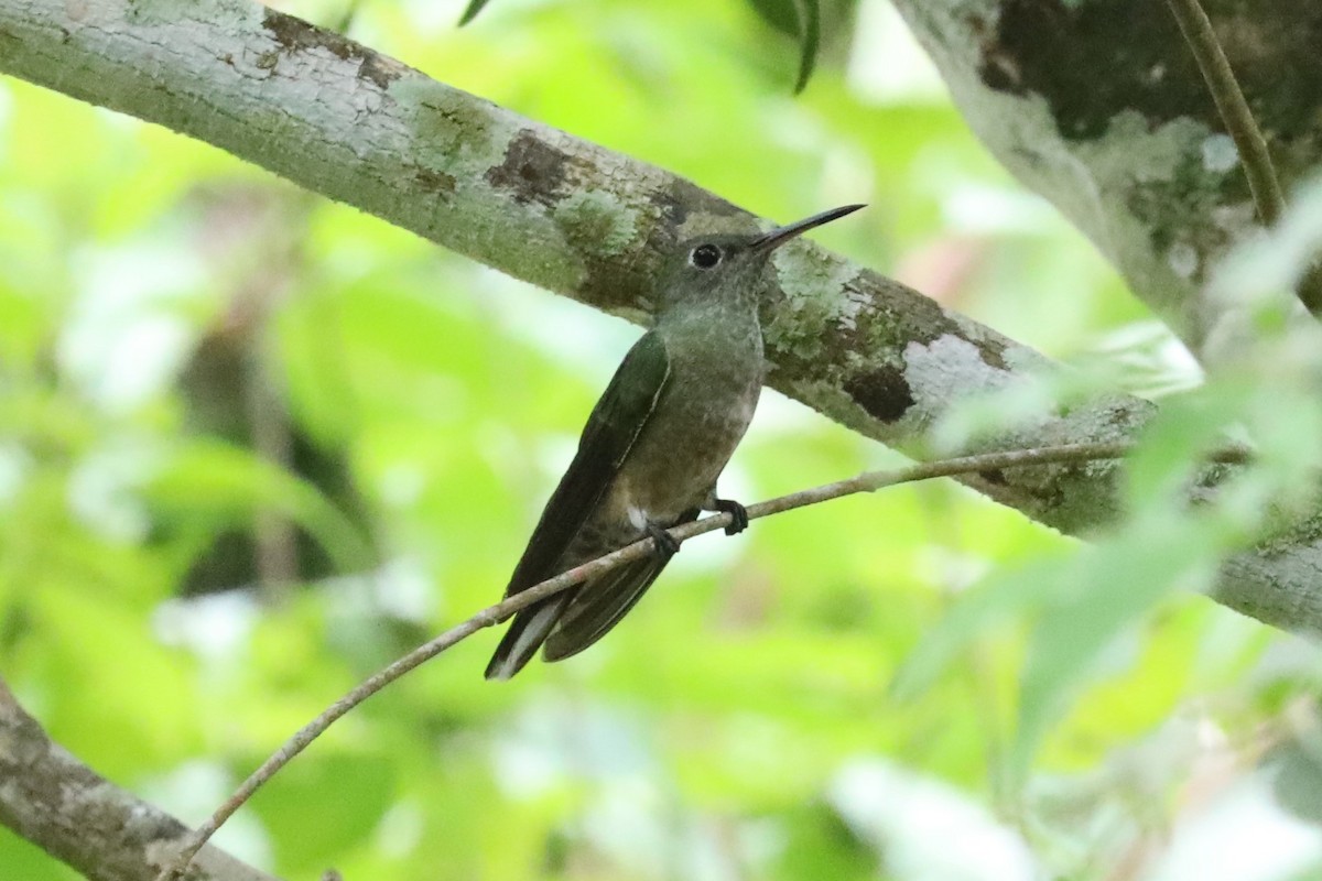 Colibri de Cuvier - ML624866877