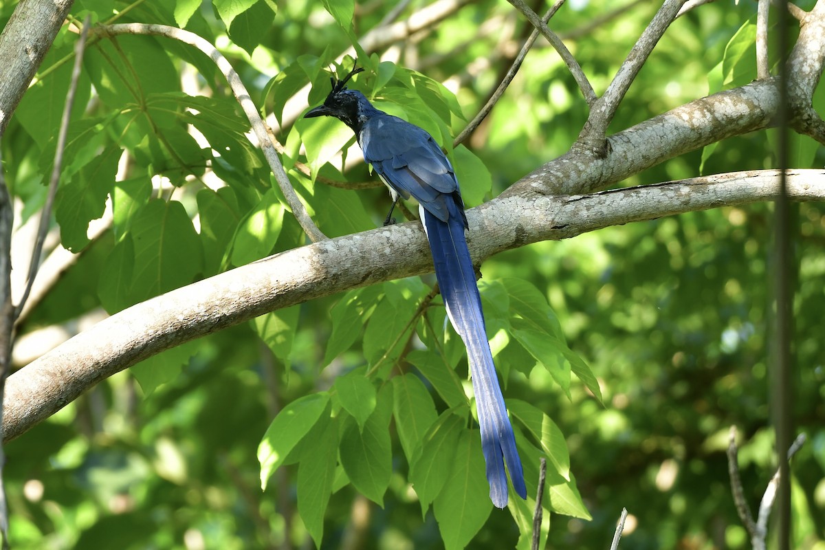 Black-throated Magpie-Jay - ML624867060