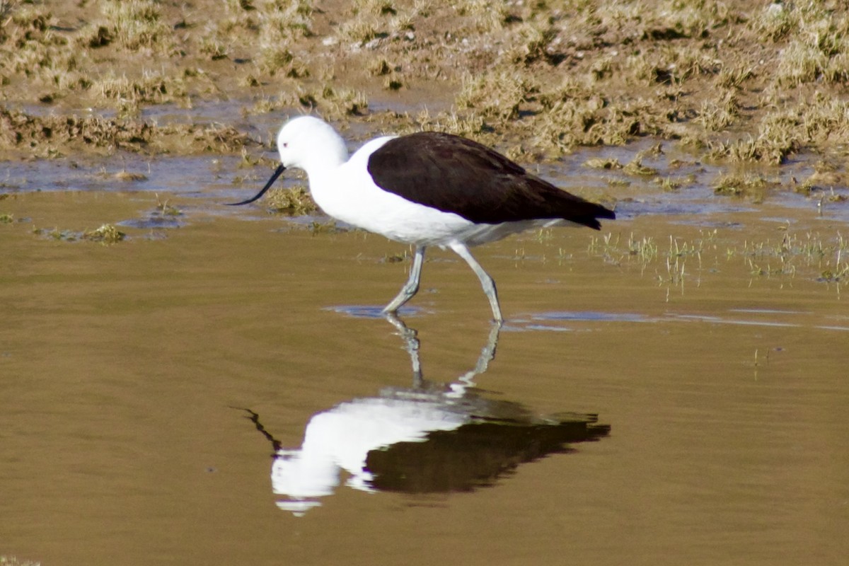 Andean Avocet - ML624867152