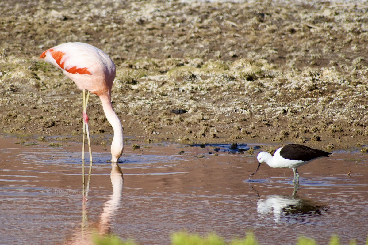 Andean Avocet - ML624867153