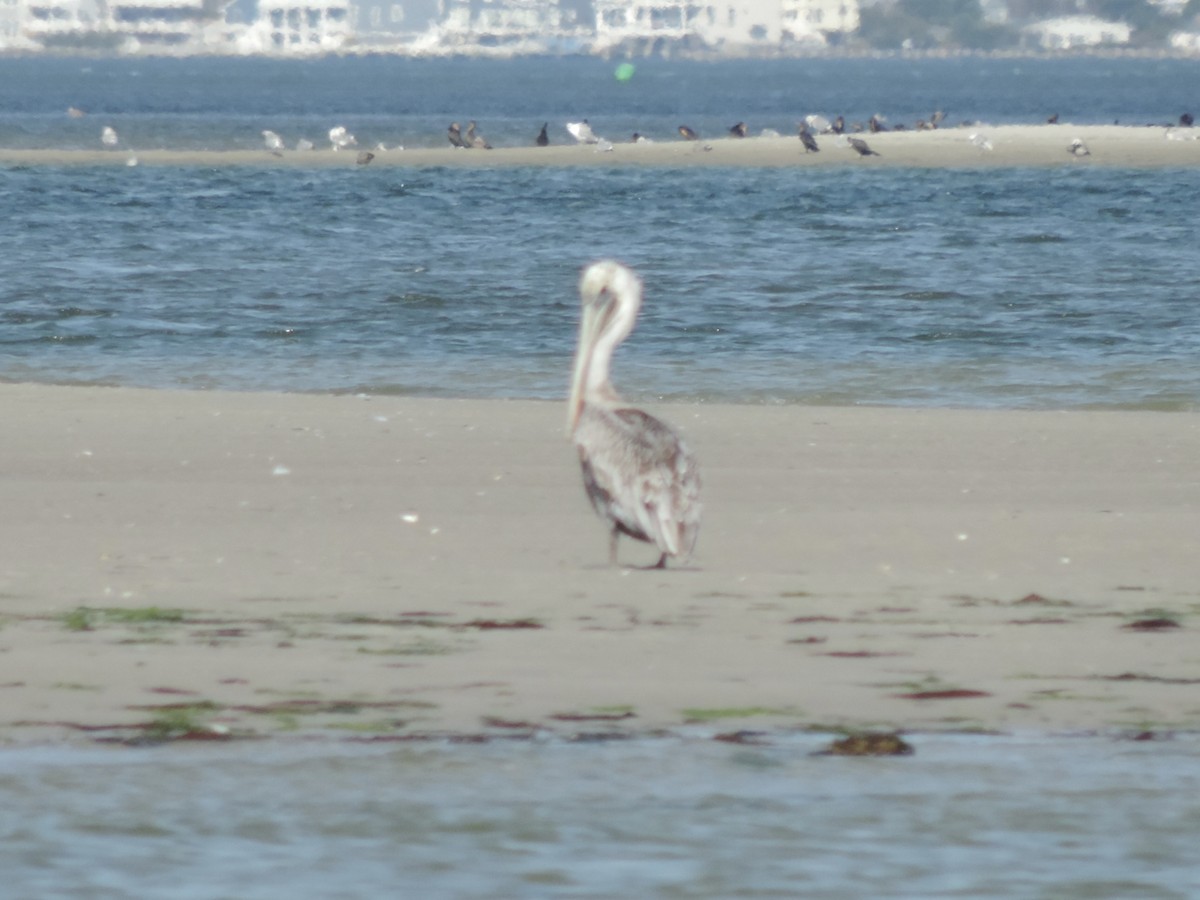Brown Pelican - ML624867232