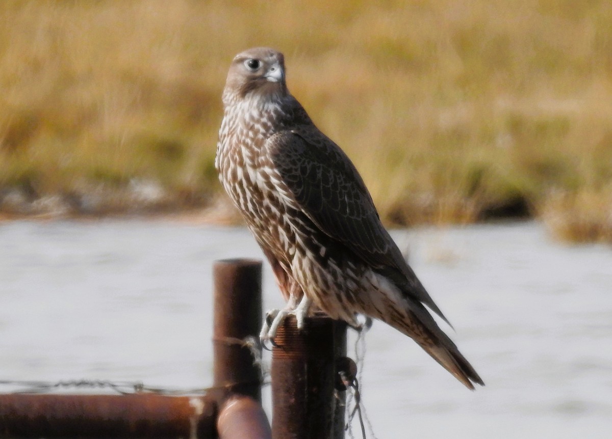 Gyrfalcon - ML624867245