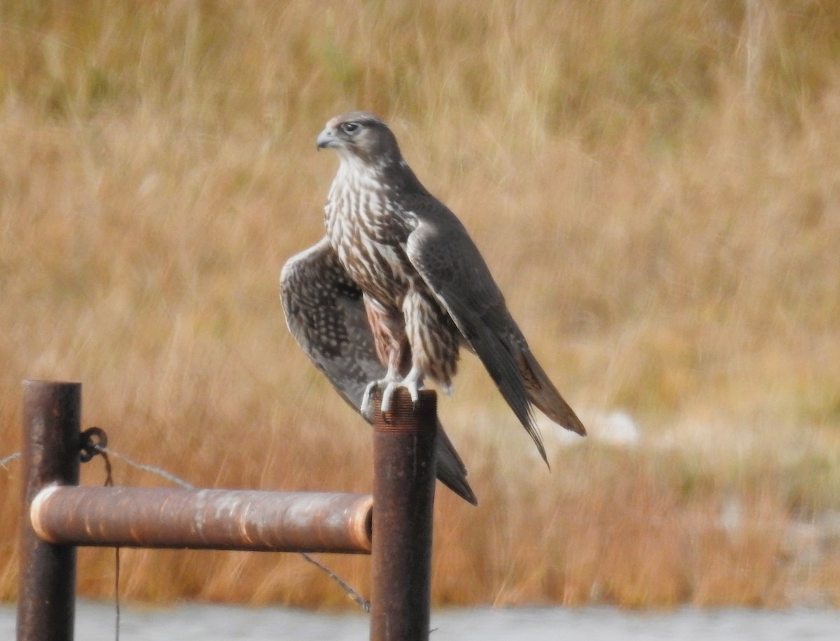 Gyrfalcon - ML624867260