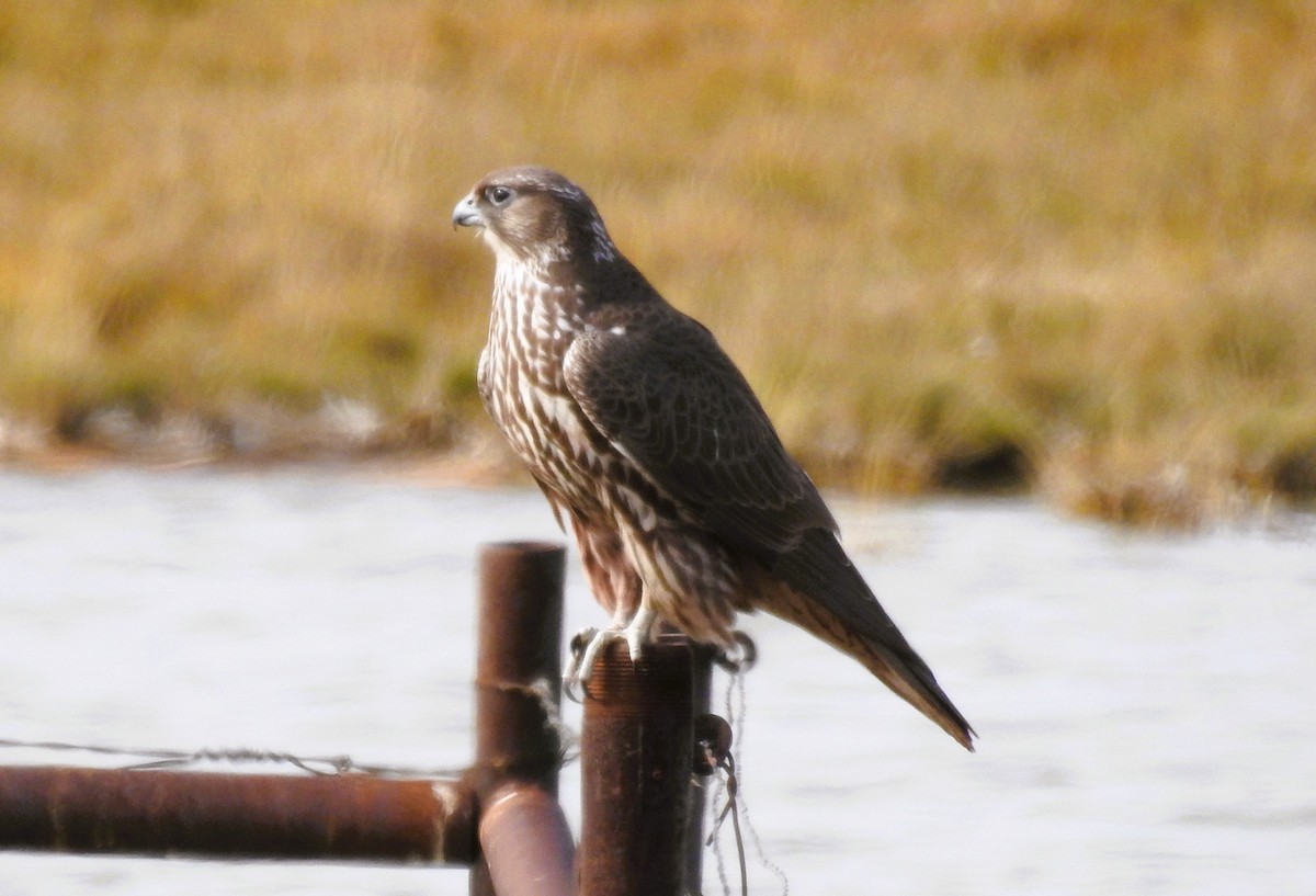 Gyrfalcon - ML624867261