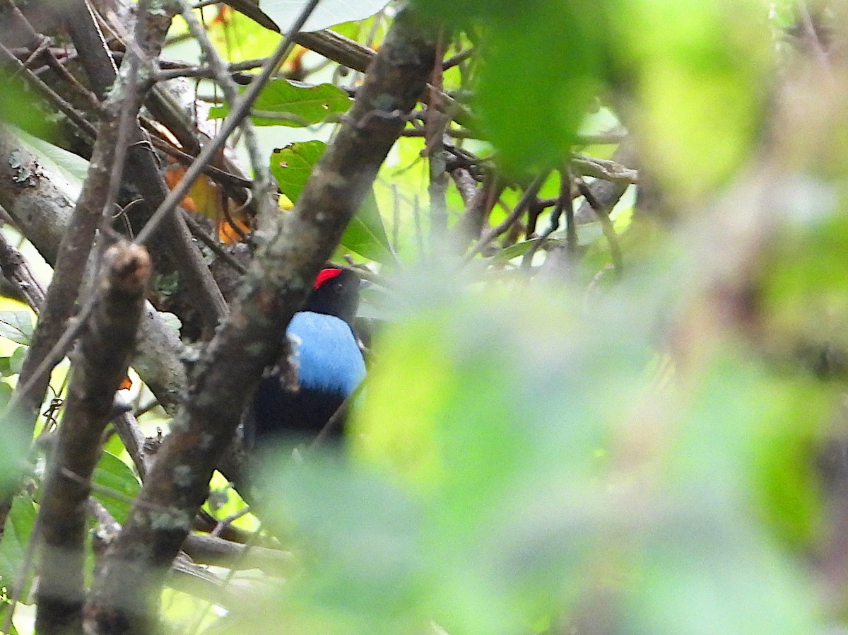 Long-tailed Manakin - ML624867319