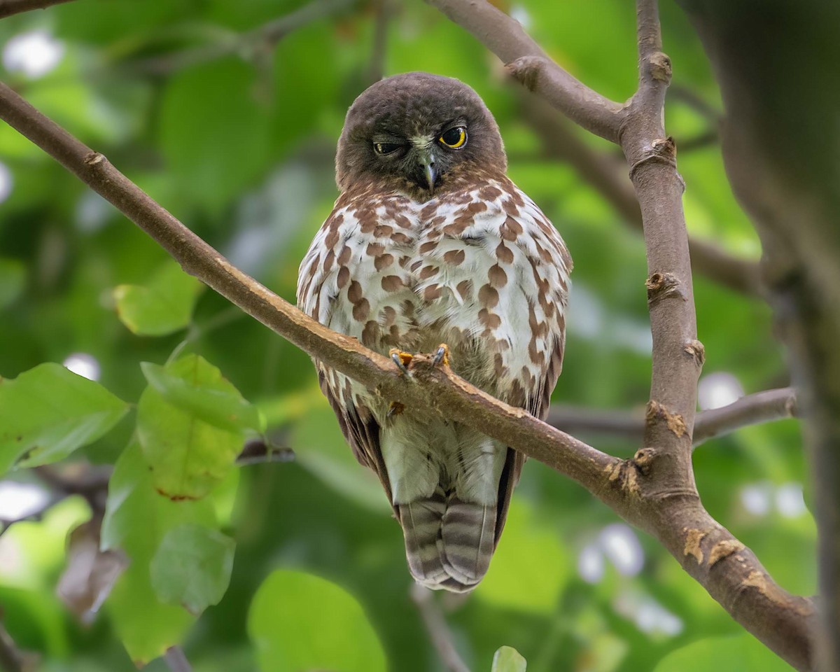 褐鷹鴞 - ML624867340