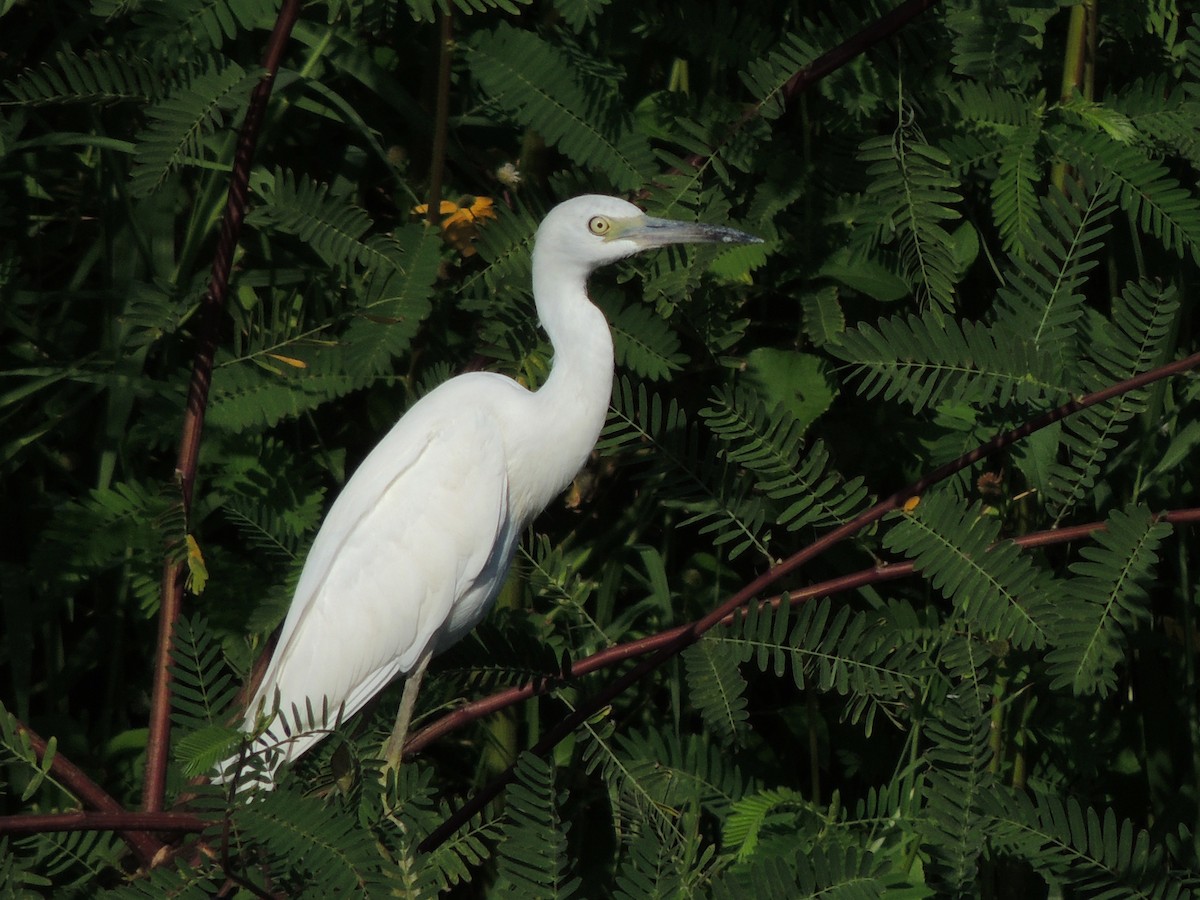 Little Blue Heron - Carolina Dávila