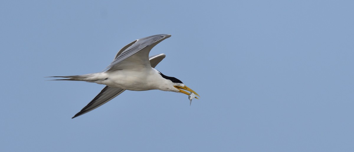 Great Crested Tern - ML624867580