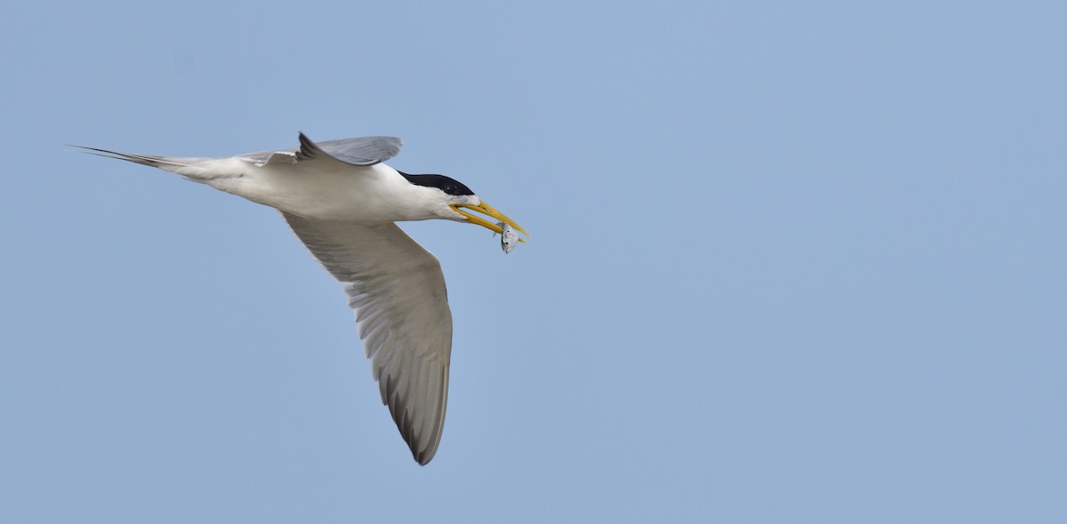 Great Crested Tern - ML624867581